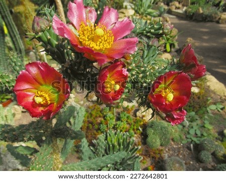 Bright flowers of cactus (Cylindropuntia imbricata). Natural flowering plants close-up in the botanical garden. Royalty-Free Stock Photo #2272642801