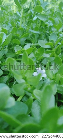 small white flowers, beautifully decorate the yard