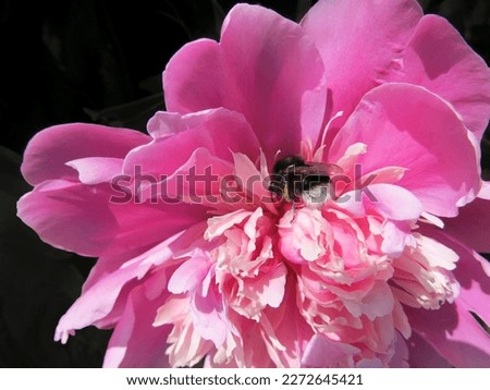 Flowering pink peony flower close-up. Beautiful blooming plants peonies in the garden with green leafs background. Fresh bright natural blossom close-up.