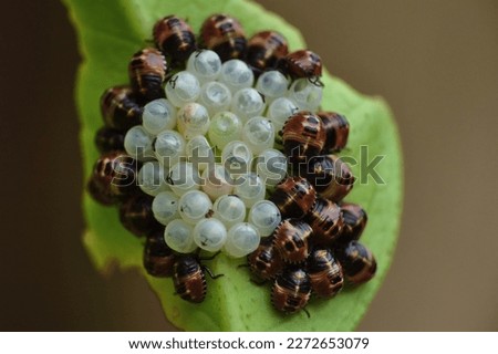 Stink bug. Just hatched stink bugs (Halyomorpha halys) are seen clustered around their empty egg shells on a green leaf. Royalty-Free Stock Photo #2272653079