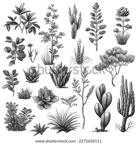 Hand Drawn Engraving Pen and Ink Plants and Bushes Collection Vintage Vector Illustration