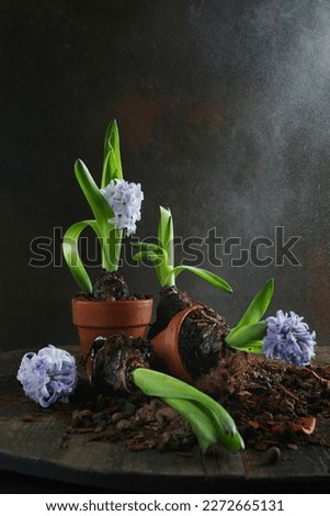 Hyacinths in pots. Transplanting flowers in spring. The season of planting plants in the ground. Pieces of earth and a mess on the table.A broken clay pot. Dark background. Vertical photo.