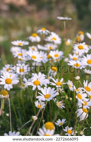 Vertical İmage of wild daisy flowers growing on meadow, white chamomiles on blue cloudy sky background. Oxeye daisy, Leucanthemum vulgare, Daisies, Dox-eye, Common daisy, Dog daisy, Gardening concept. Royalty-Free Stock Photo #2272666095