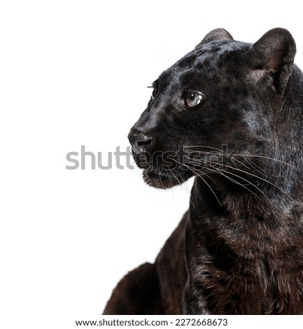 Head shot of a black panther looking away, profile, Panthera pardus, isolated on white