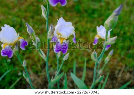 Irises flowers on a blurred green background, close-up. Iris orchids for publication, design, poster, calendar, post, screensaver, wallpaper, postcard, banner, cover, website. High quality photography