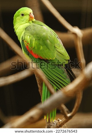 Photo of a Red winged Parrot