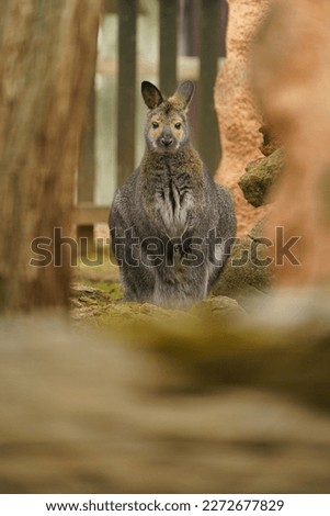 Photo of a Red necked Wallaby