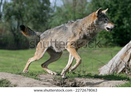 Eurasian wolf starts to run 