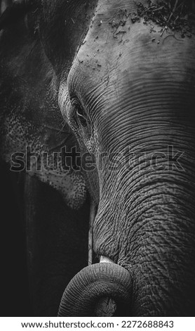 Elephant Black , White Animal Eye shot