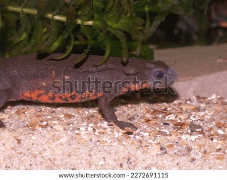 Detailed closeup on an aquatic colorful male Japanese fire-bellied newt, Cynops pyrrhogaster