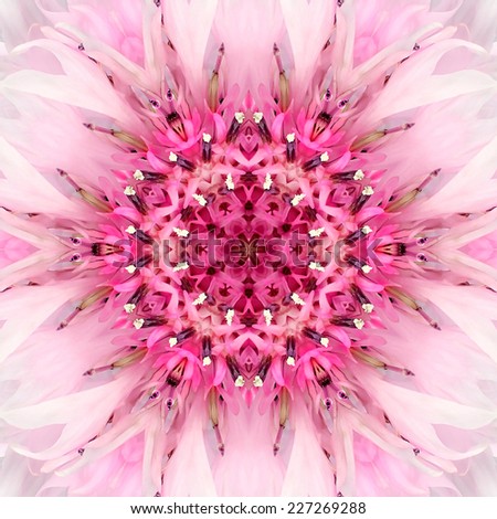 Pink Mandala of Cornflower Flower Center Close-up. Mirrored Concentric Kaleidoscopic Design of the Center of the Flower