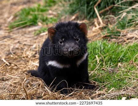Baby Tasmanian Devil, endangered marsupial, with cute, curious gaze at Devils Cradle sanctuary in Tasmania near Cradle Mountain National Park Royalty-Free Stock Photo #2272697435