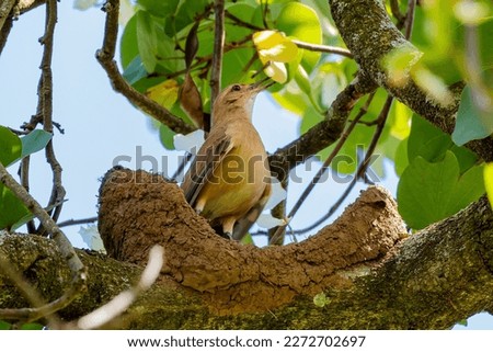 Rufous Hornero building her nest. Species Furnarius rufus also know João de Barro. The bird that builds its house from clay to breed. The national symbol of Argentina. Birdwatcher. Royalty-Free Stock Photo #2272702697