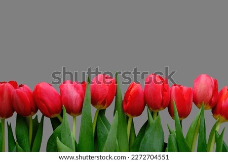 Flowers composition. Red tulip flowers isolated on grey background. Spring, summer concept.