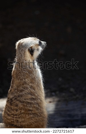 Isolated meerkat against a dark background
