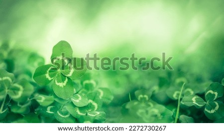 Unique find of a rare lucky four leaf clover in a field of clovers. For St Patrick's Day or symbolizing luck, fortune, and prosperity.