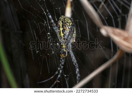 Yellow garden spider and the egg sac hanging on the web.