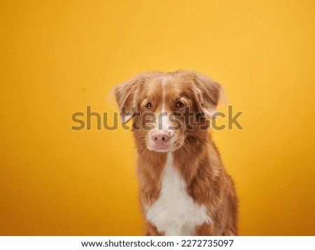 Portrait of a Nova Scotia Duck Tolling Retriever on a yellow background. Toller dog 