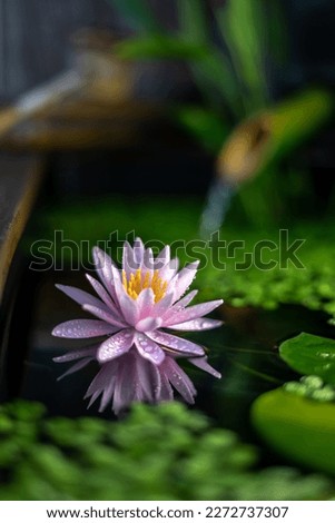 Lotus water lily and Japanese Tsukubai