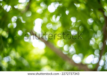 Green leaf of Japanese maple, early summer season image