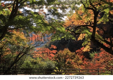 Colorful autumn leaves in Shirataki Park, Ozu City, Ehime Prefecture
