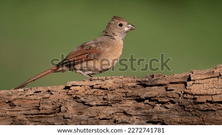 A juvenile northern cardinal perched. Royalty-Free Stock Photo #2272741781