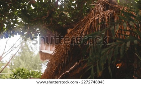 A natural thatched roof of the house against the background of a large green tree. Warm rays of the sun shine through the branches of the tree on the roof of the house