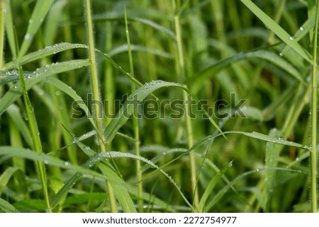 Green grass (Brachiaria mutica) and morning dew. Para, buffalo, dutch, giant couch, scotch grass