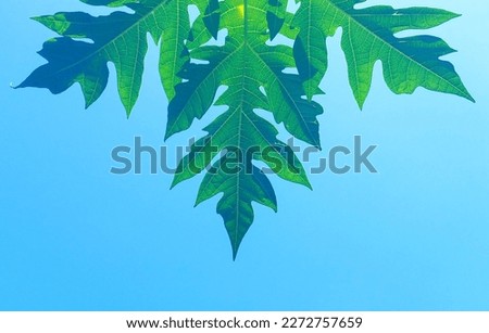 Beautiful papaya leaves pattern on blue sky background.