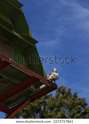 a pigeon perched in its cage in the garden