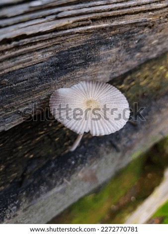 Mushroom grow among rotting wood