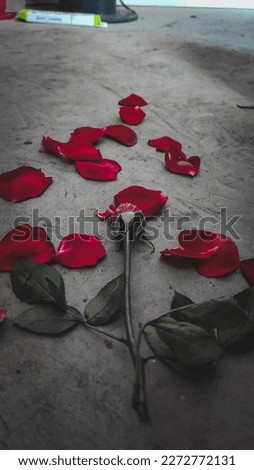 Best picture of broken rose.