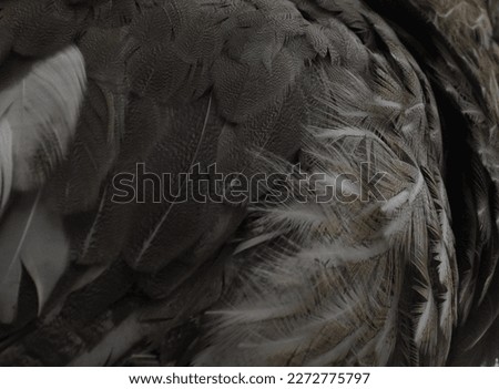 Close up of grey feathers