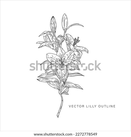 Vector design of a lilly in line art style flat art