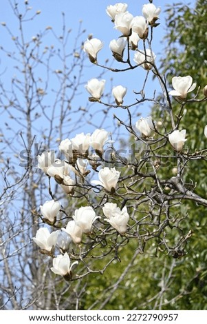 White magnolia ( Magnolia denudata ) flowers. Magnoliaceae deciduous tree. Blooms from February to April.