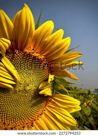 This is a picture expensive sunflower of Bangladesh
