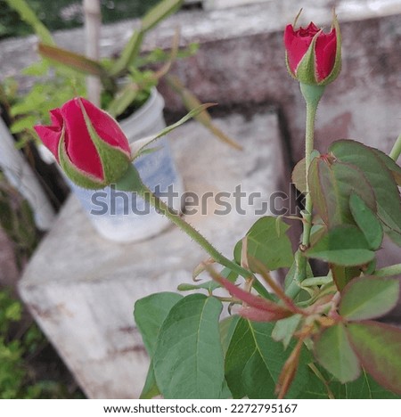 Beautiful red rose buds photo image