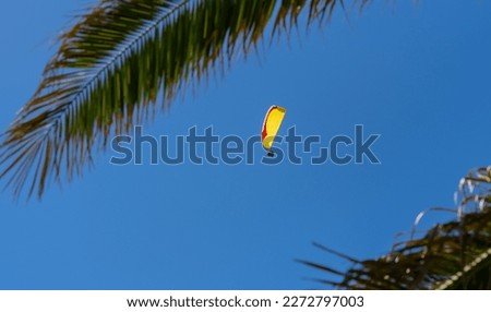 Palm tree in Cape Town and in the background a paragliding tandem paraglider flight