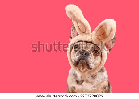 Funny French Bulldog dog wearing Easter bunny ear headband on pink background with copy space Royalty-Free Stock Photo #2272798099