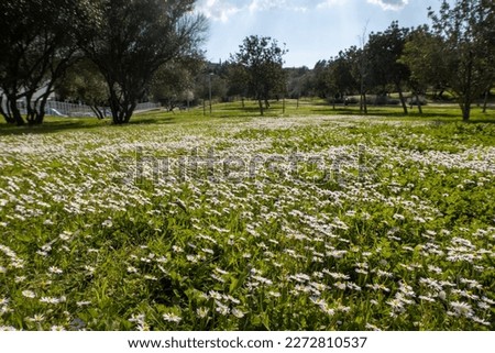 Field of white daisy flowers in the park of Palma de Mallorca. Royalty-Free Stock Photo #2272810537