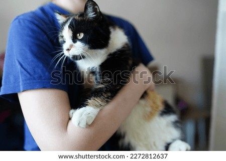A cat in a shelter. Ordinary cats from the street caught in the shelter. High quality photo Royalty-Free Stock Photo #2272812637