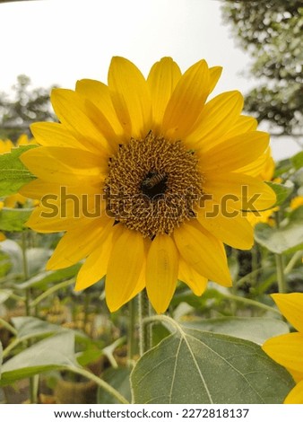 Sunflower is an annual flowering plant. Sunflower plants grow up to 3 m (9.8 ft) tall, with flowers up to 30 cm (12 in) in diameter. The flower looks a bit like the sun and is so named because it face