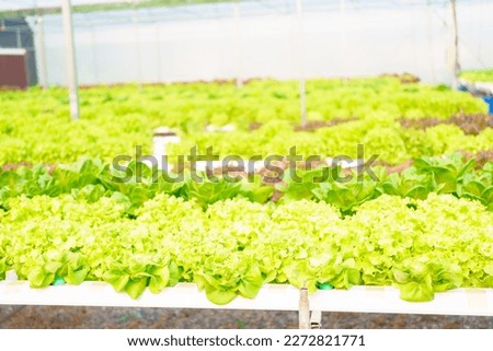 Green oak for make vegetable salad in hydropronics farm.