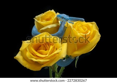 Blue White-lipped Pit Viper Trimeresurus insularis or Blue Insularis Snake among the yellow roses. 