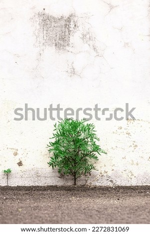 A small plant growing out from the asphalt floor, Uidong, South Korea