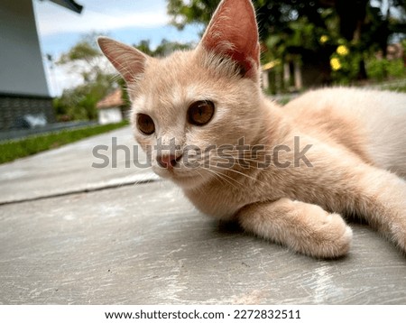 A cuty cat playing in the yard. Persia mix anggora. Cat background