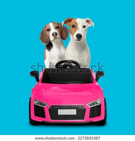 Cute Jack Russel Terrier and Beagle in toy car on light blue background