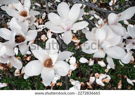 Magnolia soulangeana Alba Superba flowering tree white spring flowers