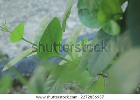 green plants in front of the terrace of the house