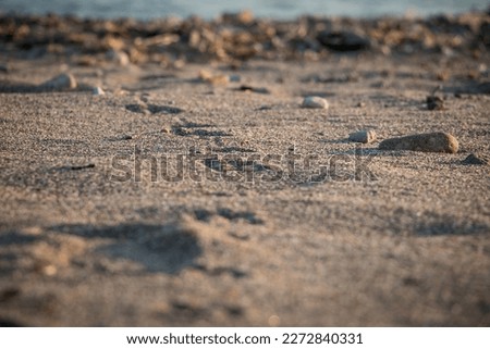 Steps of an animal on the sand. Sea sand.